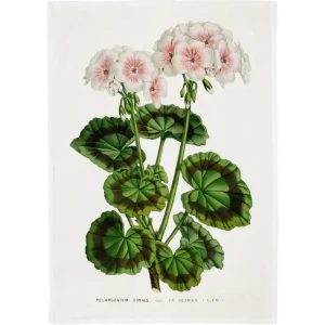 Keittiöpyyhe Valkoinen pelargoni