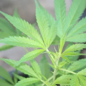 Hampunsiemenöljy, luonnollinen, luomu Cannabis sativa