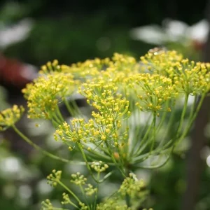 Tillinsiemenuute CO2 Anethum graveolens