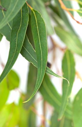 Eukalyptusöljy staigeriana, luomu Eucalyptus staigeriana - Image 2