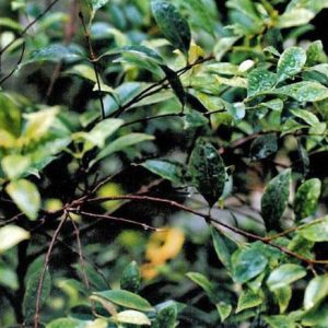 Neilikanlehtiöljy Syzygium aromaticum