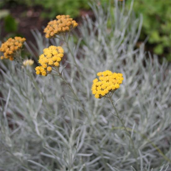 Italianolkikukkaöljy, luomu, Immortelle, 50:50 jojobassa (Helicrysum italicum) - Image 4