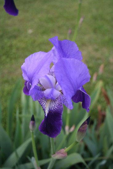 Iirisjuuriöljy (Saksankurjenmiekan juuriöljy) CO2-uute - Iris germanica - Image 3