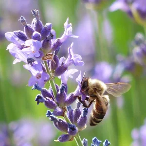 Lavandin grosso luomu Lavandula hybrida grosso