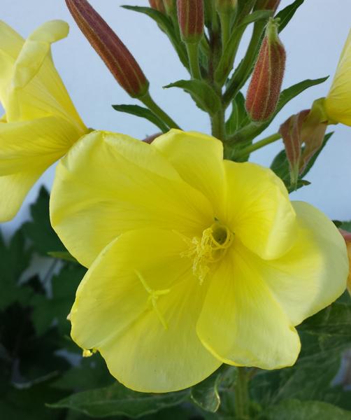 Helokkiöljy, luomu CO2 EX Oenothera biennis - Image 3
