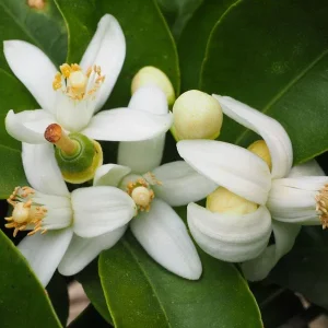 Appelsiininkukkahydrolaatti, luomu - Aqua Citrus aurantium flos