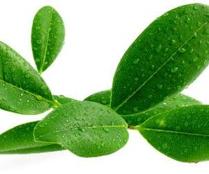 Ravintsaraöljy (Ct. 1,8 sineoli) , villikasvu Cinnamomum camphora