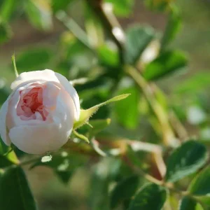 Ruusuöljy turkkilainen Rosa x damascena