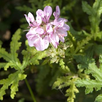 Ruusugeraniaöljy Pelargonium graveolens