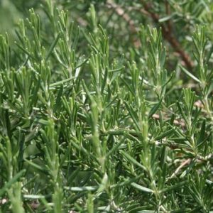 Rosmariiniöljy, luomu (Ct. cineol) Rosmarinus officinalis