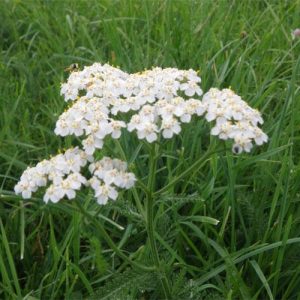 Siankärsämönöljy, luomu Achillea millefolium