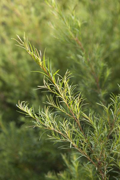 Teepuuöljy, luomu (tea tree) Melaleuca alternifolia