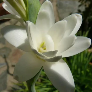 Tuberosaöljy 10:90 laimennus jojobassa Polianthes tuberosa