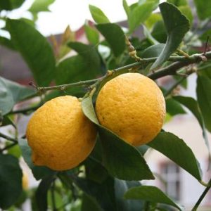 Sitruunaöljy Citrus limon